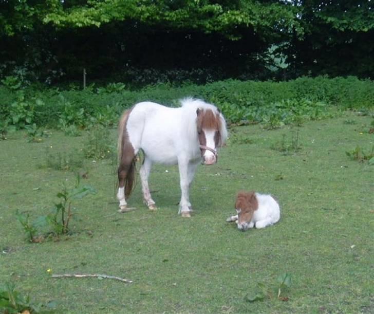 Shetlænder Bianca. Død. billede 12