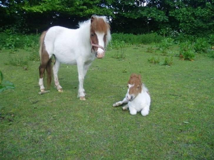 Shetlænder Bianca. Død. billede 13