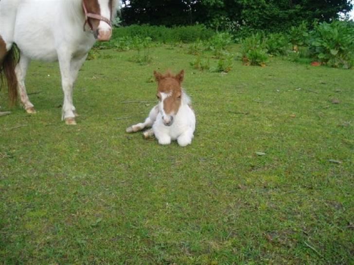 Shetlænder Bianca. Død. billede 14