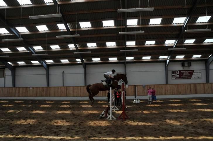 Anden særlig race Magic lady (maggie)passer billede 2