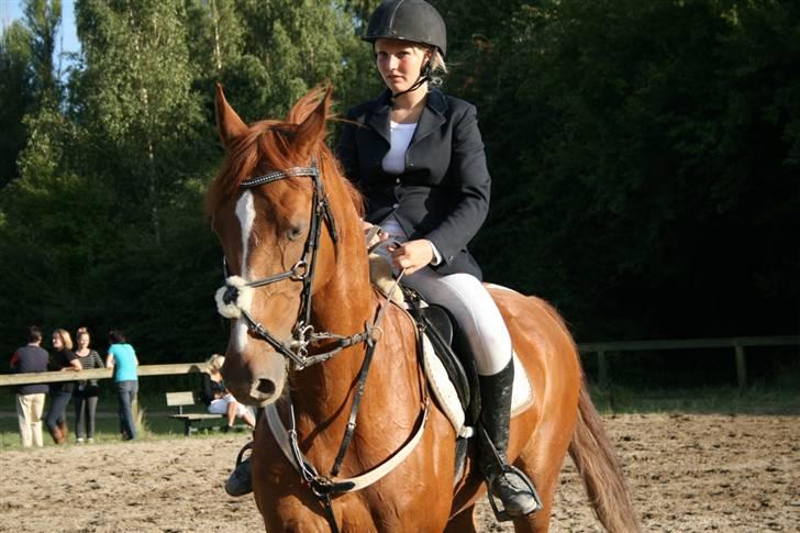 Anden særlig race Magic lady (maggie)passer billede 4