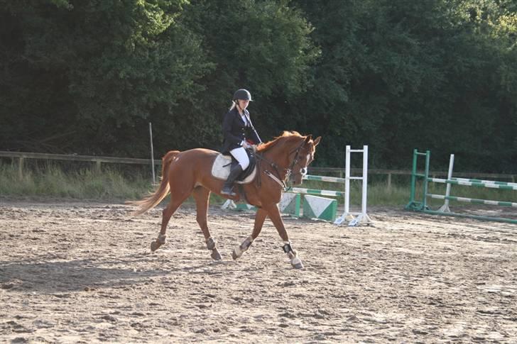 Anden særlig race Magic lady (maggie)passer billede 5