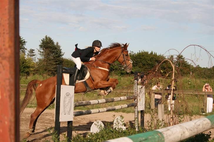 Anden særlig race Magic lady (maggie)passer billede 6