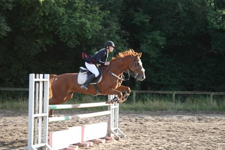 Anden særlig race Magic lady (maggie)passer billede 7