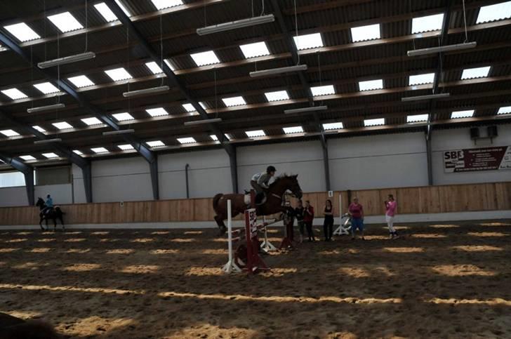 Anden særlig race Magic lady (maggie)passer billede 8