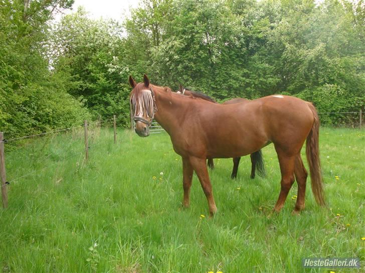 Anden særlig race Magic lady (maggie)passer billede 9