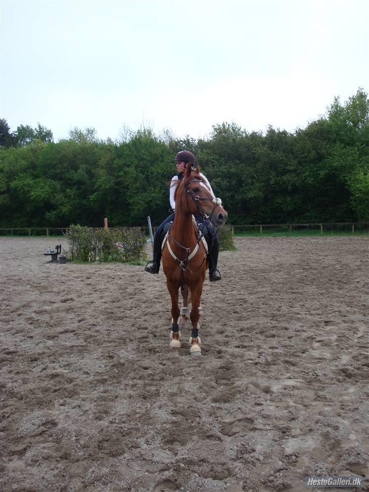 Anden særlig race Magic lady (maggie)passer billede 10