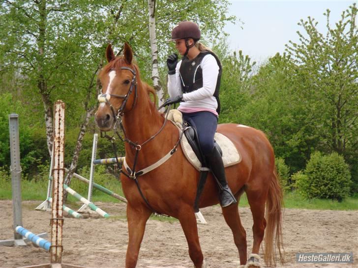 Anden særlig race Magic lady (maggie)passer - venter på at springe  billede 11