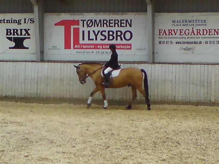 Anden særlig race Bratz <3 - første stævne på Bratz 17/5 - 2008? (1 plads) ;D billede 6