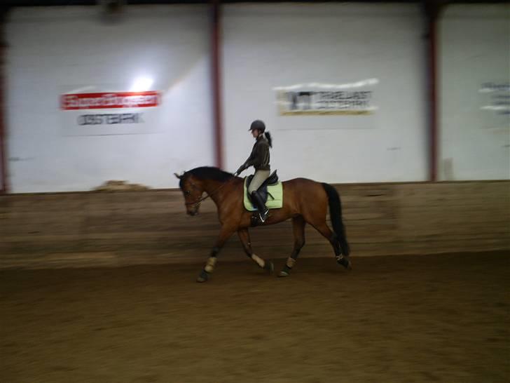 Hollandsk Varmblod Rajevo billede 2