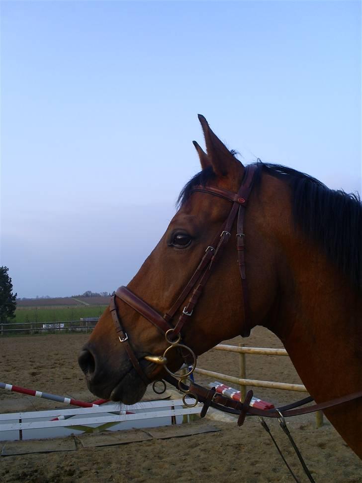 Hollandsk Varmblod Rajevo billede 4