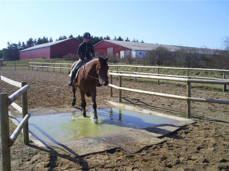 Hollandsk Varmblod Rajevo billede 5