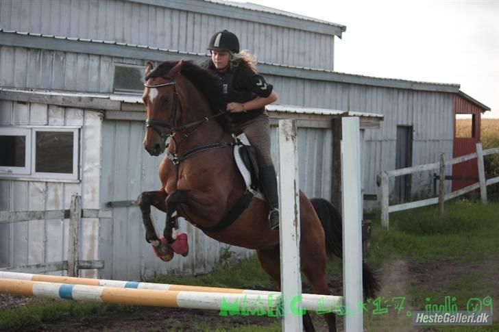 Dansk Varmblod Gurkemeje Brunshøj - Spring juni 90 cm , Så dygtig <3 billede 12