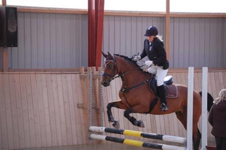 Dansk Varmblod Gurkemeje Brunshøj billede 14