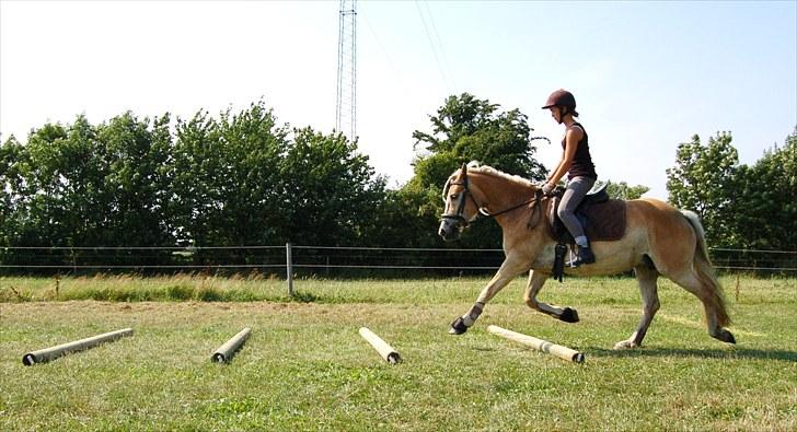 Haflinger Ulvira billede 11