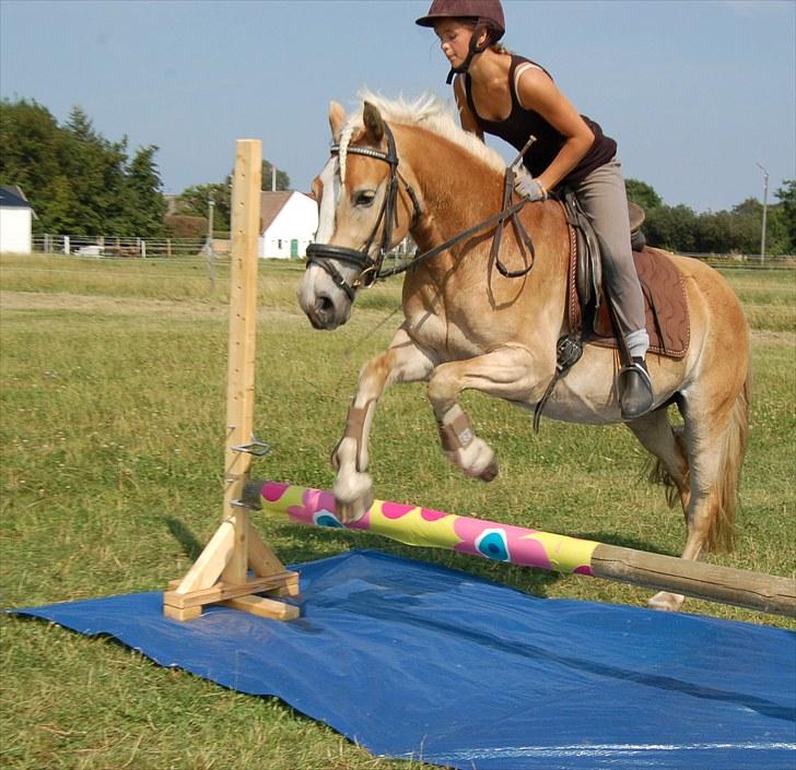 Haflinger Ulvira billede 12