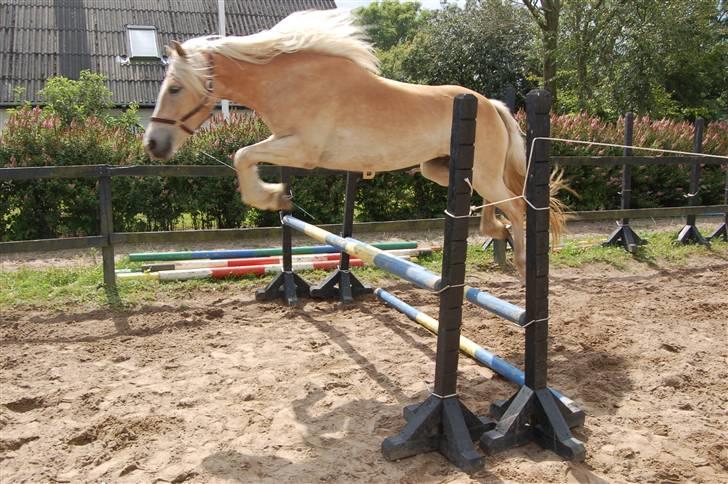 Haflinger Ulvira billede 13