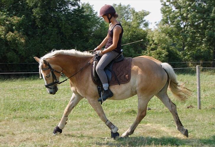 Haflinger Ulvira billede 14