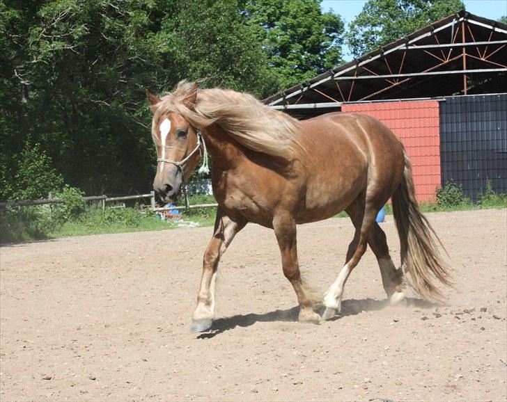 Anden særlig race Frønse - 16. juni 2010 billede 2