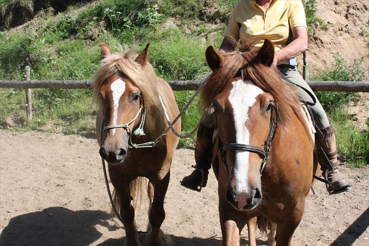 Anden særlig race Frønse - Frønse og storebror Funny Boy - 16. juni 2010.. Frønse som håndhest for allerførste gang :) billede 3