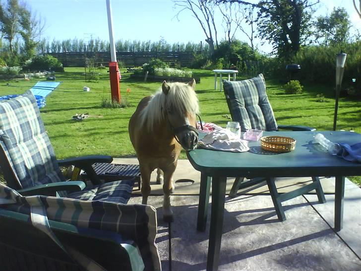 Anden særlig race Lukas<3 (solgt) billede 15