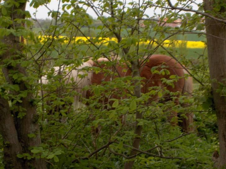 Anden særlig race Lukas<3 (solgt) billede 16