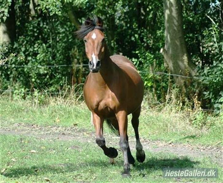 Anden særlig race Joachim  - solgt :(- billede 8