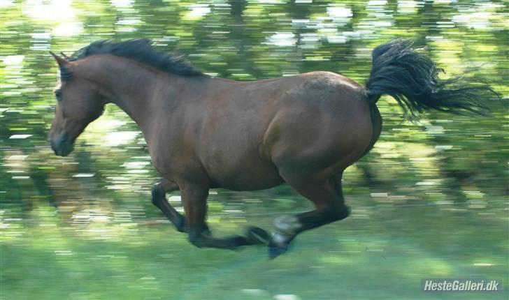 Anden særlig race Joachim  - solgt :(- billede 9