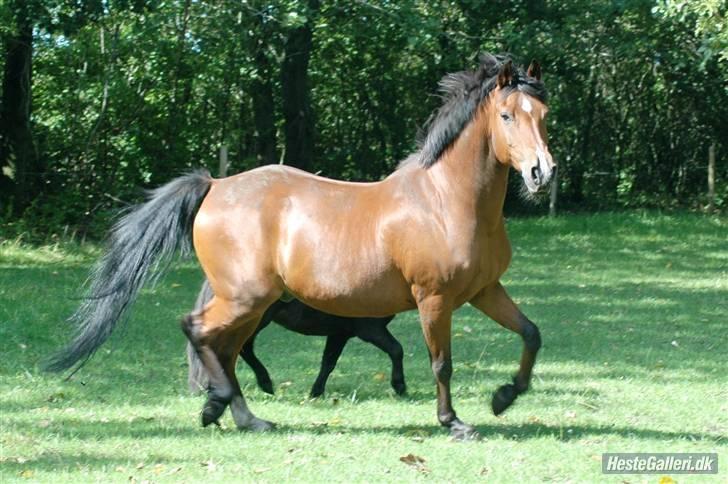 Anden særlig race Joachim  - solgt :(- billede 10