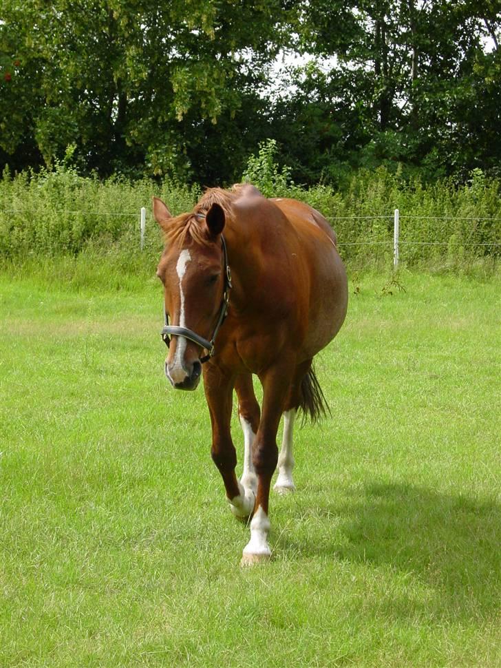 Oldenborg Winnie billede 1