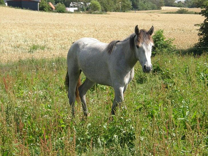 Connemara Auriklens Líadan billede 1