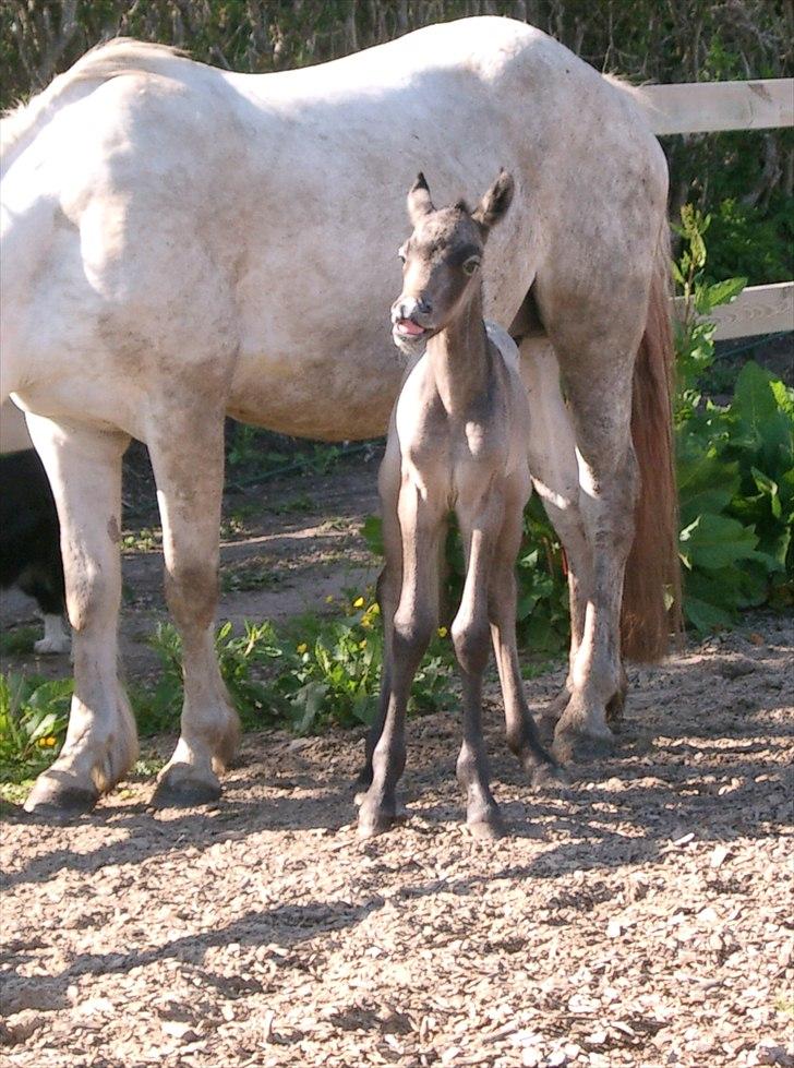 Connemara Auriklens Líadan billede 2