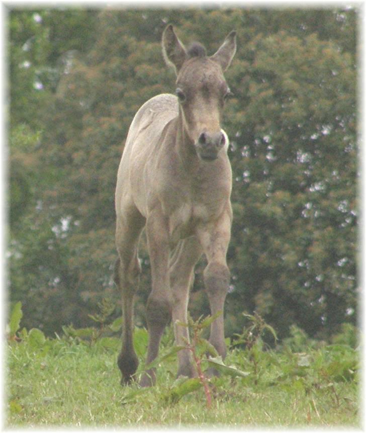 Connemara Auriklens Líadan billede 3