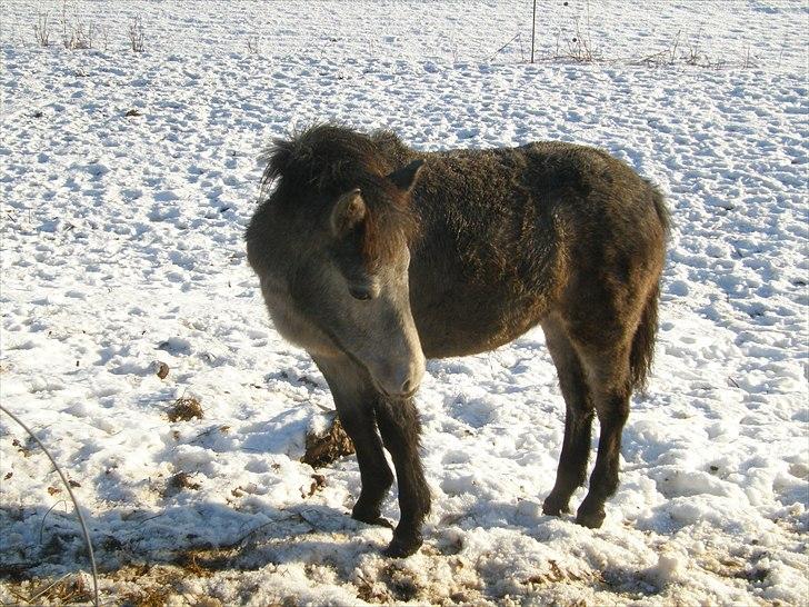 Connemara Auriklens Líadan billede 4