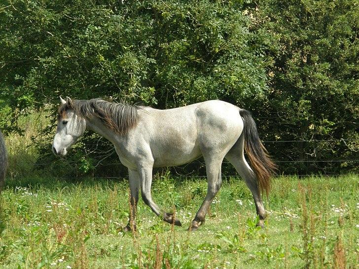 Connemara Auriklens Líadan billede 5