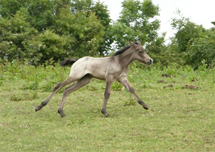 Connemara Auriklens Líadan billede 6