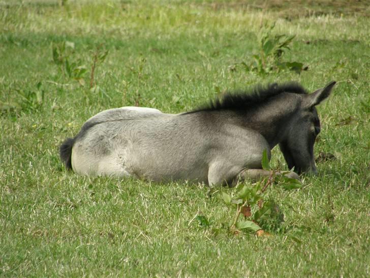 Connemara Auriklens Líadan billede 7