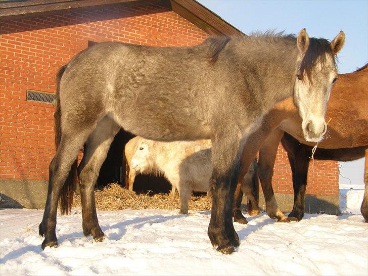 Connemara Auriklens Líadan billede 8