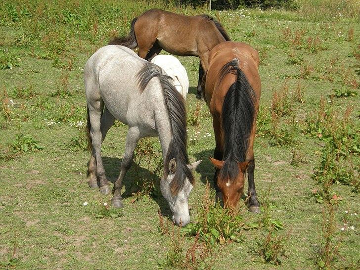 Connemara Auriklens Líadan billede 9