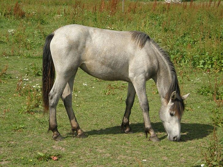 Connemara Auriklens Líadan billede 10