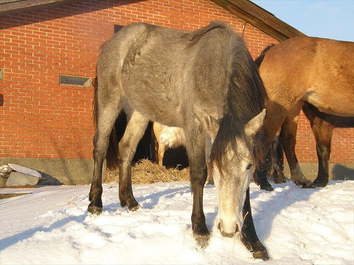 Connemara Auriklens Líadan billede 11