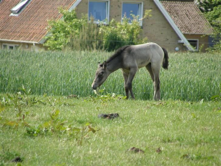 Connemara Auriklens Líadan billede 12