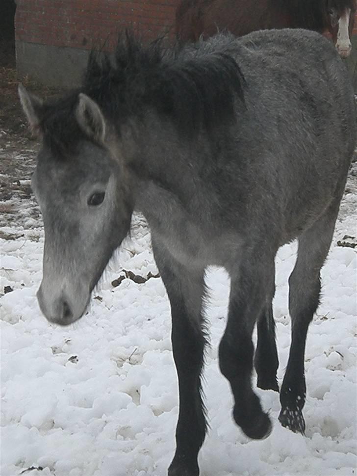 Connemara Auriklens Líadan billede 13