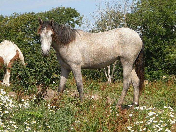 Connemara Auriklens Líadan billede 14