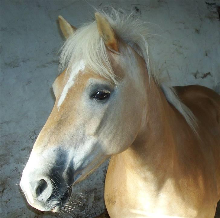 Haflinger Daisy Høgh SOLGT billede 7