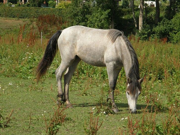 Connemara Auriklens Líadan billede 15