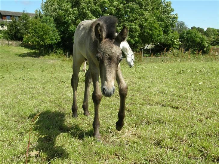 Connemara Auriklens Líadan billede 16
