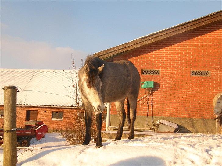 Connemara Auriklens Líadan billede 17