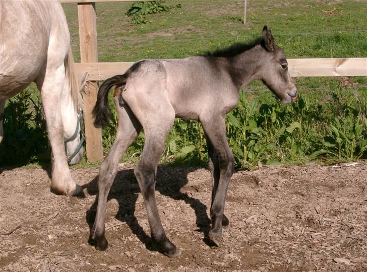 Connemara Auriklens Líadan billede 18