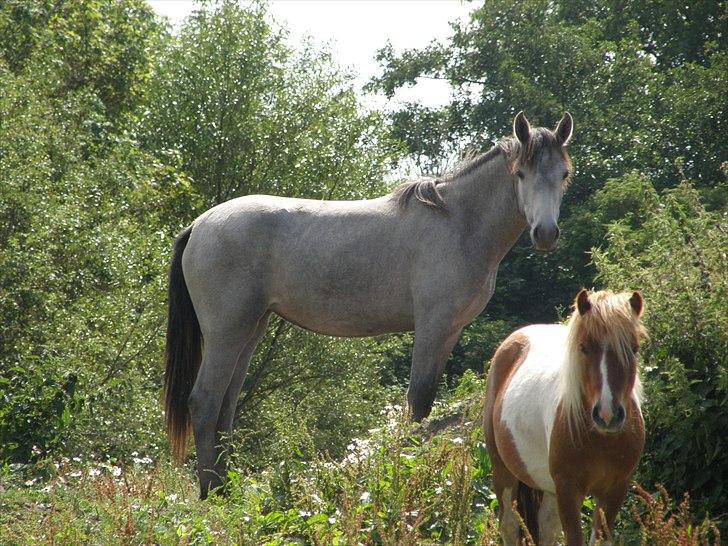 Connemara Auriklens Líadan billede 19